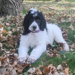 Charlie - Parti male Poodle puppy in South Haven, Minnesota from Hidden Haven Poodles and Doodles