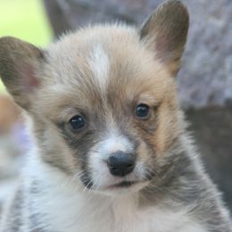 Miniature Australian Shepherd and Pembroke Welsh Corgi Puppies from Dakota Toy Aussies