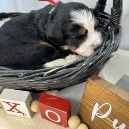 Comet - Tri-color male Bernedoodle puppy in New Market, Virginia from Frosty & Ginger Co Home of Doodles