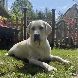 Pearl - Labrador Retriever