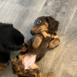 Belgian Malinois, Dachshund, and Dutch Shepherd Puppies from Paws Laws k9