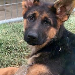 Grey - Black and red female German Shepherd puppy in Sacramento, California from Von Blackwolf German Shepherds