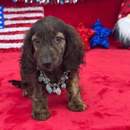 Buster - Brindle male Dachshund puppy in Lincoln, Arkansas from Red Dirt Dachshunds