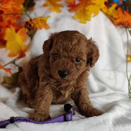 Coton de Tulear and Poodle Puppies from Legacy Pets