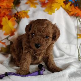 Coton de Tulear and Poodle Puppies from Legacy Pets
