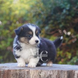 Fluffy Tri M (Tail) - Black and tan male Pembroke Welsh Corgi puppy in Straughn, Alabama from Magnolia Creek Corgis