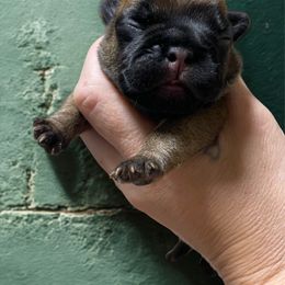 Green Boy - Fawn and white male French Bulldog puppy in Spanaway, Washington from Beloved Frenchies