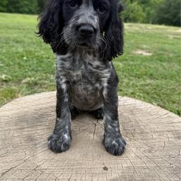 Black and white roan - Black and white female English Springer Spaniel puppy in Defuniak Springs, Florida from Anastasia Knight's Cocker Spaniels