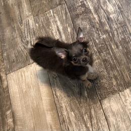 Bentley - Blue and tan male Chihuahua puppy in Summerfield, Florida from Uey’s Chihuahuas
