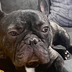 French Bulldogs from Smith Bros Bullies