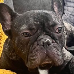 French Bulldogs from Smith Bros Bullies