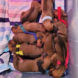 Rhodesian Ridgeback Puppies from Monarch Rhodesian Ridgebacks