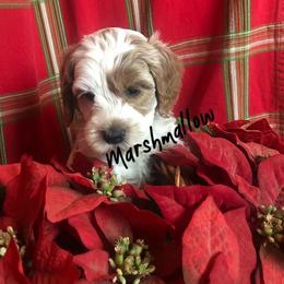 Australian Labradoodle Puppies from All-Spice Australian Labradoodles