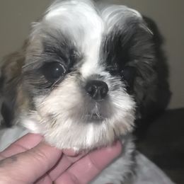 Girl 5 - Gold and white female Shih Tzu puppy in Buxton, Maine from Shih Tzu Junction