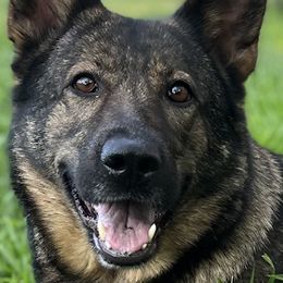 Zita - German Shepherd