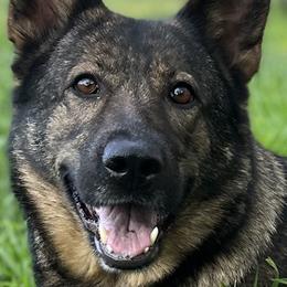 Zita - German Shepherd