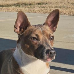 Libby - Rat Terrier