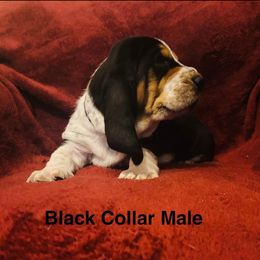 Black collar Boy - Black brown and white Basset Hound puppy in Colbert, Georgia from D & D Kennels