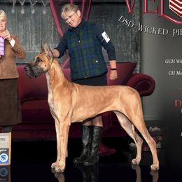 Great Danes from DSD Danes