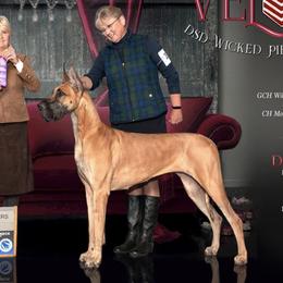 Great Danes from DSD Danes