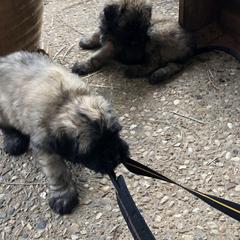 Bouvier des Flandres Puppies from Seasons of Joy Farm and Ranch