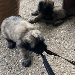 Bouvier des Flandres Puppies from Seasons of Joy Farm and Ranch