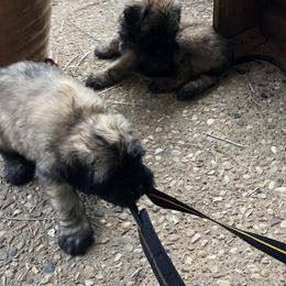 Bouvier des Flandres Puppies from Seasons of Joy Farm and Ranch