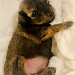 Prague Ratter Puppies from North Star Gem’s Prague Ratters