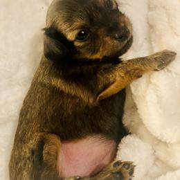 Prague Ratter Puppies from North Star Gem’s Prague Ratters