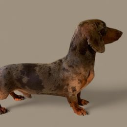 Max - Dachshund