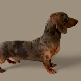 Max - Dachshund