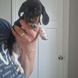 Girl 2 - Piebald female Dachshund puppy in Claremont, North Carolina from The Mini Farmhouse