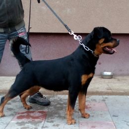 Anuska  - Rottweiler