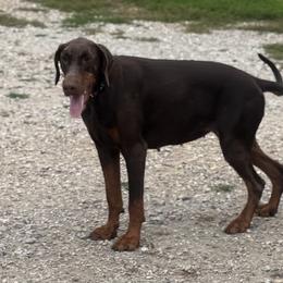 Jazzy - Doberman Pinscher