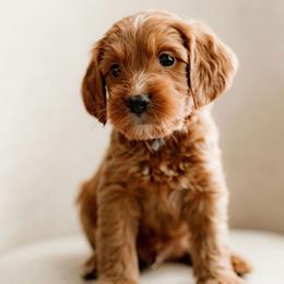 Beau (gray) - Red  male Goldendoodle puppy in Apopka, Florida from The Classic Doodle