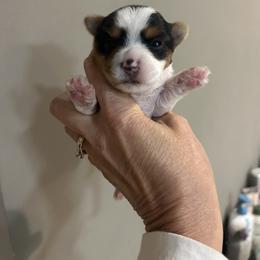 Parti boy 1 - Parti male Yorkshire Terrier puppy in Hot Springs, Arkansas from Weslynn Kennels