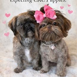 Shih Tzu puppies from LaDawn’s Little Lions