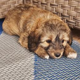 Junebug - Sable female Aussiedoodle puppy in Indiahoma, Oklahoma from Phamily Doodles