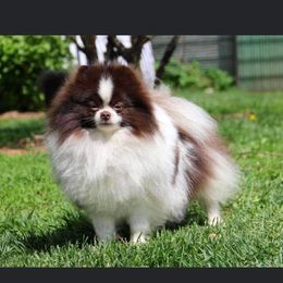 Drago - Pomeranian