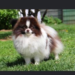 Drago - Pomeranian