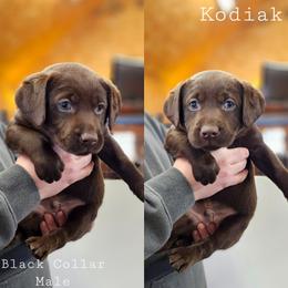 Kodiak - Black Collar - Chocolate male Labrador Retriever puppy in Boyd, Minnesota from Lindley Labradors
