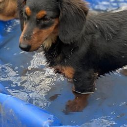 Dachshunds, French Bulldogs, Miniature Schnauzers, and Shih Tzus from 4J's Cajun Kennels