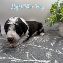 Boy 1 - Parti male Poodle puppy in Travelers Rest, South Carolina from Hampshire Hill’s Standard Poodles