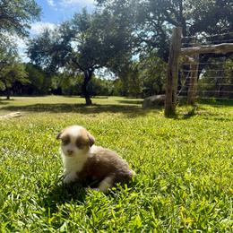 Girl 3 - Red female Pembroke Welsh Corgi puppy in Johnson City, Texas from McCall Creek Corgis