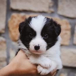 Domino - Black male Border Collie puppy in Dallas, Texas from Effervescent Border Collies