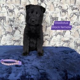 Gladiolus - Black female German Shepherd puppy in New Cambria, Missouri from Des Hausraben Shepherds