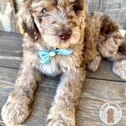Goldendoodle Puppies from Flair Doodles
