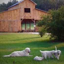 Golden Retriever Puppies from White Valley Goldens