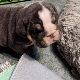 Girl 1 - Boxer puppy in Pennsylvania from Perry Hill Bullies