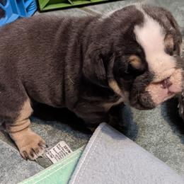 Girl 1 - Boxer puppy in Pennsylvania from Perry Hill Bullies
